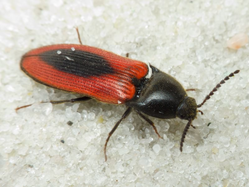 Ampedus (Ampedus) sanguinolentus (Schrank, 1776)